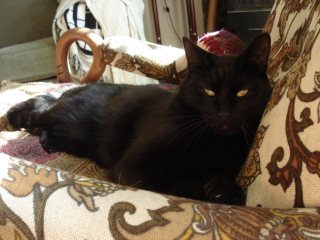 Illustration for article titled my cat is trying to make me feel like an asshole so I took pics of him being one.